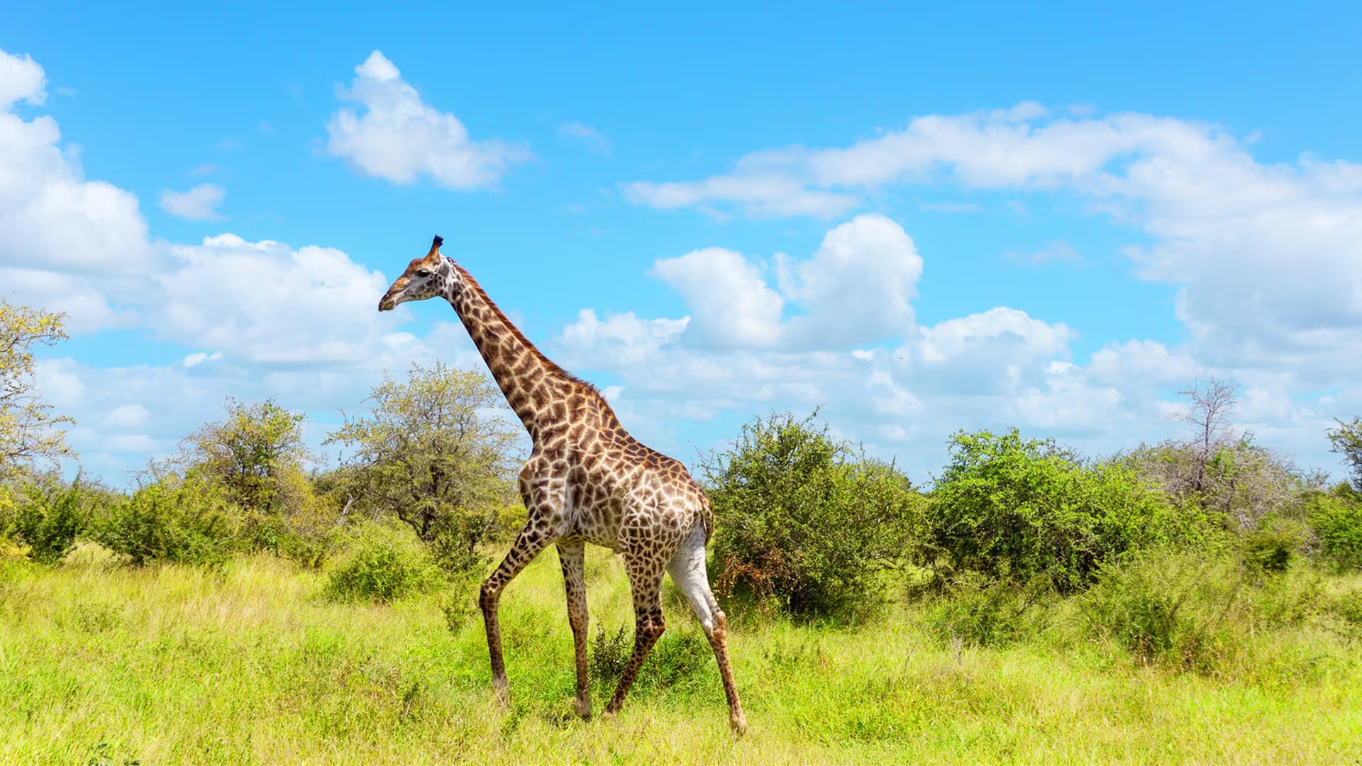 Scenic view of Greater Kruger Game Reserves