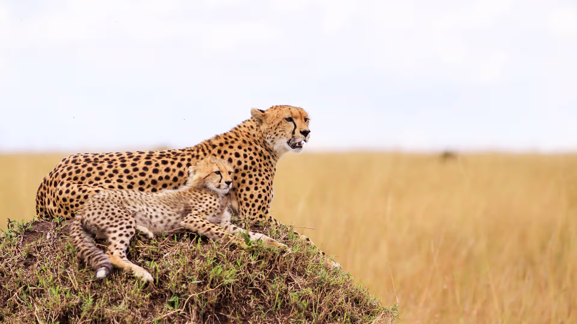 Scenic view of Masai Mara