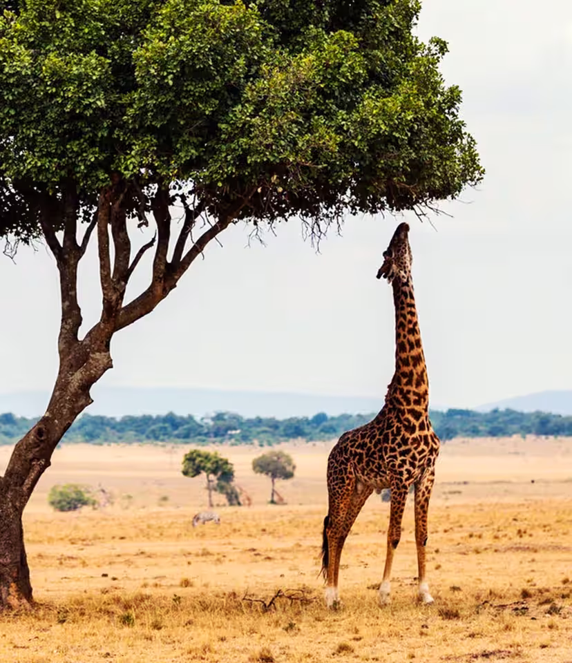 Kenya Safari Holidays