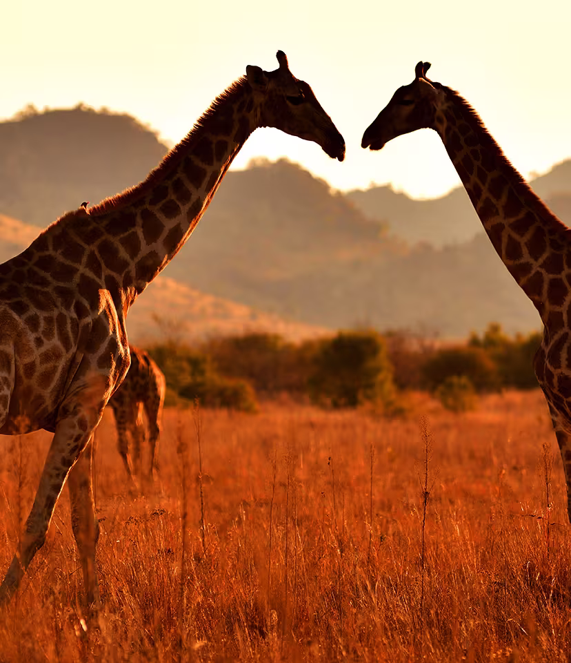 South Africa Safari Holidays